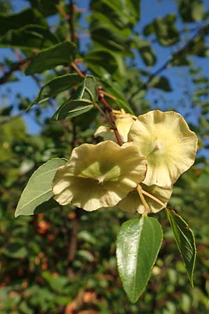 Paliurus spina-christi / Christ's Thorn, GR Euboea (Evia), Limni 31.8.2017