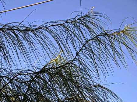 Parkinsonia aculeata / Mexican Palo Verde, Jerusalem Thorn, GR Corinth 7.10.2009 (Photo: Gisela Nikolopoulou)