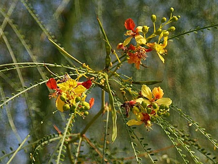 Parkinsonia aculeata \ Jerusalemdorn / Mexican Palo Verde, Jerusalem Thorn, GR Korinth/Corinth 15.10.2013 (Photo: Gisela Nikolopoulou)