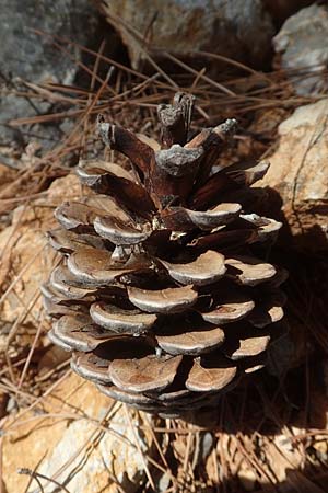 Pinus brutia \ Kalabrische Kiefer, Brutia-Kiefer, GR Euboea (Evia), Neos Pagontas 24.8.2017