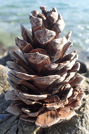 Pinus brutia \ Kalabrische Kiefer, Brutia-Kiefer, GR Euboea (Evia), Kavos 26.8.2017
