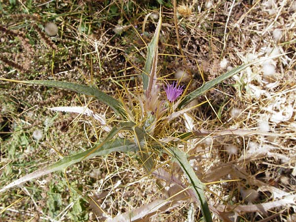 Picnomon acarna \ Akarna-Kratzdistel, Federdistel / Soldier Thistle, GR Euboea (Evia), Karistos 28.8.2014