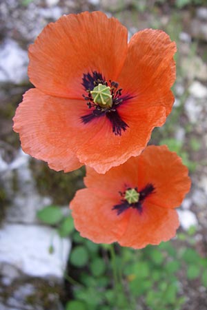 Papaver dubium subsp. confine \ Verkannter Saat-Mohn / Long-Headed Poppy, GR Zagoria, Kipi 18.5.2008