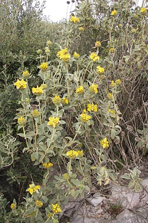 Phlomis fruticosa \ Strauchiges Brandkraut / Jerusalem Sage, GR Hymettos 2.4.2013