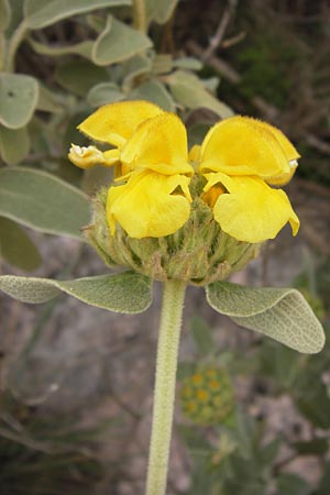 Phlomis fruticosa / Jerusalem Sage, GR Hymettos 2.4.2013