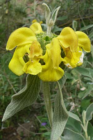 Phlomis fruticosa \ Strauchiges Brandkraut, GR Igoumenitsa 13.5.2008