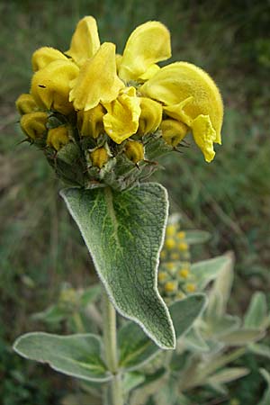 Phlomis fruticosa \ Strauchiges Brandkraut / Jerusalem Sage, GR Peloponnes, Zarouchla Tal / Valley 19.5.2008