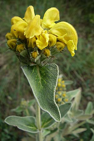 Phlomis fruticosa \ Strauchiges Brandkraut, GR Peloponnes, Zarouchla Tal 19.5.2008