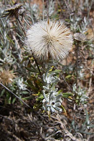 Phagnalon graecum \ Griechische Steinimmortelle, GR Porto Rafti 21.5.2008