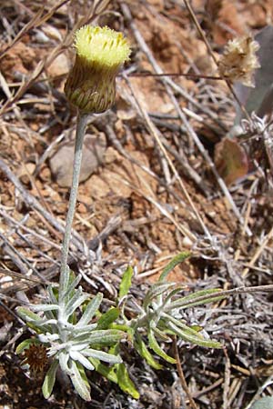 Phagnalon graecum \ Griechische Steinimmortelle, GR Porto Rafti 21.5.2008