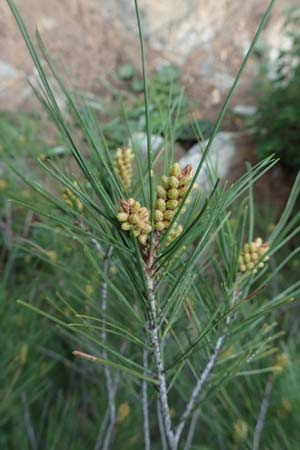 Pinus halepensis \ Aleppo-Kiefer, Strand-Kiefer / Aleppo Pine, Jerusalem Pine, GR Hymettos 20.3.2019