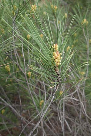 Pinus halepensis \ Aleppo-Kiefer, Strand-Kiefer, GR Hymettos 20.3.2019