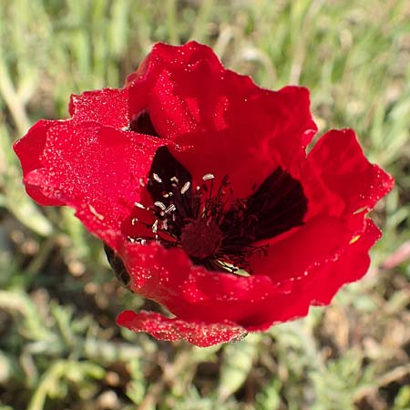 Papaver hybridum \ Bastard-Mohn, Krummborstiger Mohn / Round Pricklyhead Poppy, GR Athen 23.3.2019