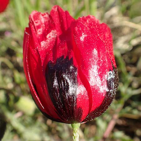 Papaver hybridum \ Bastard-Mohn, Krummborstiger Mohn / Round Pricklyhead Poppy, GR Athen 23.3.2019