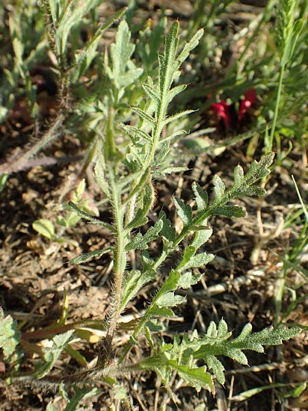 Papaver hybridum \ Bastard-Mohn, Krummborstiger Mohn / Round Pricklyhead Poppy, GR Athen 23.3.2019