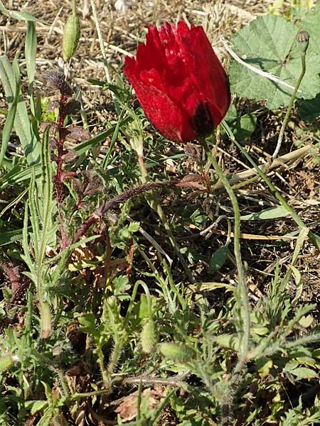 Papaver hybridum \ Bastard-Mohn, Krummborstiger Mohn / Round Pricklyhead Poppy, GR Athen 23.3.2019