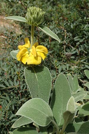 Phlomis fruticosa \ Strauchiges Brandkraut, GR Athen, Mount Egaleo 10.4.2019