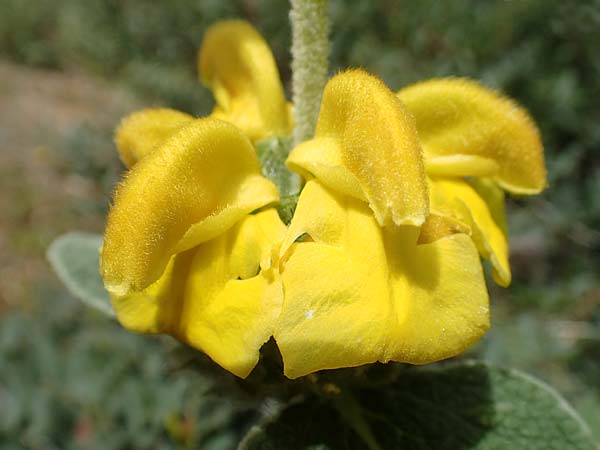 Phlomis fruticosa \ Strauchiges Brandkraut / Jerusalem Sage, GR Athen, Mount Egaleo 10.4.2019