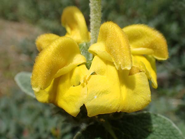 Phlomis fruticosa / Jerusalem Sage, GR Athen, Mount Egaleo 10.4.2019