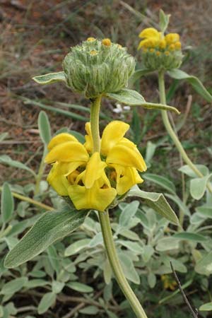 Phlomis fruticosa / Jerusalem Sage, GR Athen, Mount Egaleo 10.4.2019