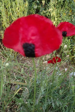 Papaver hybridum \ Bastard-Mohn, Krummborstiger Mohn / Round Pricklyhead Poppy, GR Athen 10.4.2019