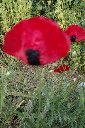 Papaver hybridum \ Bastard-Mohn, Krummborstiger Mohn, GR Athen 10.4.2019