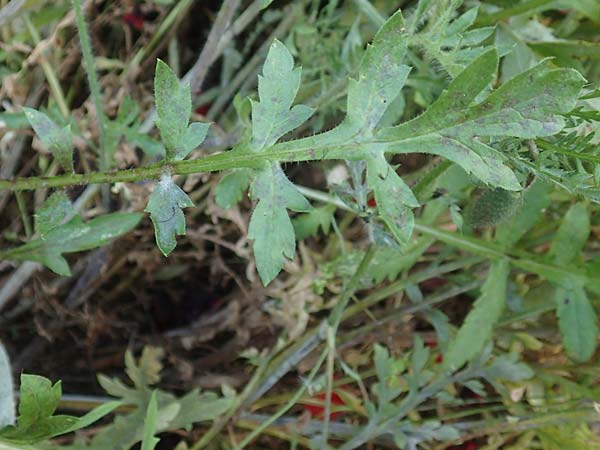 Papaver hybridum \ Bastard-Mohn, Krummborstiger Mohn / Round Pricklyhead Poppy, GR Athen 10.4.2019