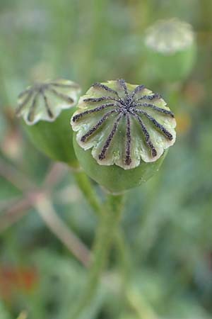 Papaver hybridum \ Bastard-Mohn, Krummborstiger Mohn / Round Pricklyhead Poppy, GR Athen 10.4.2019