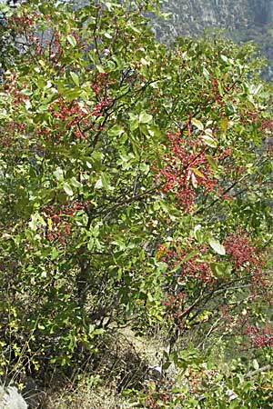 Pistacia terebinthus \ Terebinthe, GR Zagoria, Monodendri 26.8.2007
