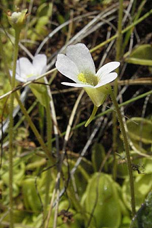 Pinguicula hirtiflora \ Behaartes Fettkraut / Hairy Butterwort, GR Aoos-See / Lake Aoos 27.8.2007