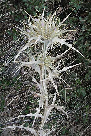 Picnomon acarna \ Akarna-Kratzdistel, Federdistel / Soldier Thistle, GR Meteora 28.8.2007