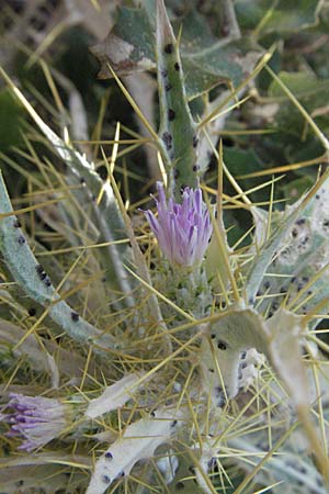 Picnomon acarna \ Akarna-Kratzdistel, Federdistel / Soldier Thistle, GR Meteora 28.8.2007