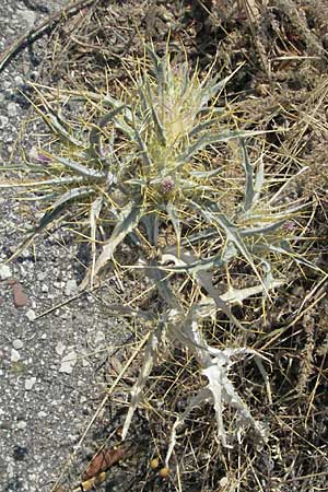 Picnomon acarna \ Akarna-Kratzdistel, Federdistel / Soldier Thistle, GR Meteora 28.8.2007