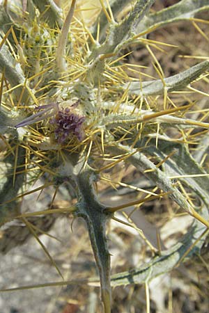 Picnomon acarna \ Akarna-Kratzdistel, Federdistel / Soldier Thistle, GR Meteora 28.8.2007