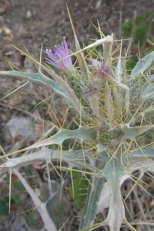 Picnomon acarna \ Akarna-Kratzdistel, Federdistel / Soldier Thistle, GR Meteora 28.8.2007