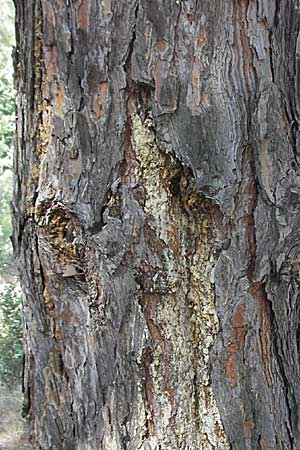 Pinus brutia \ Kalabrische Kiefer, Brutia-Kiefer / Calabrian Pine, GR Hymettos 31.8.2007