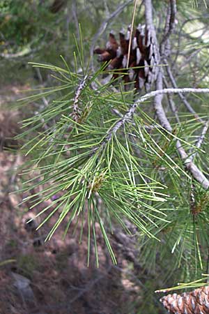 Pinus halepensis \ Aleppo-Kiefer, Strand-Kiefer, GR Hymettos 20.5.2008