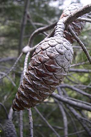 Pinus halepensis \ Aleppo-Kiefer, Strand-Kiefer / Aleppo Pine, Jerusalem Pine, GR Hymettos 20.5.2008