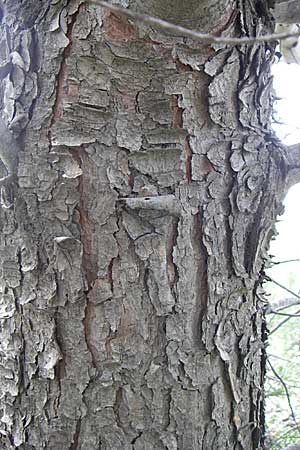 Pinus halepensis \ Aleppo-Kiefer, Strand-Kiefer, GR Hymettos 20.5.2008