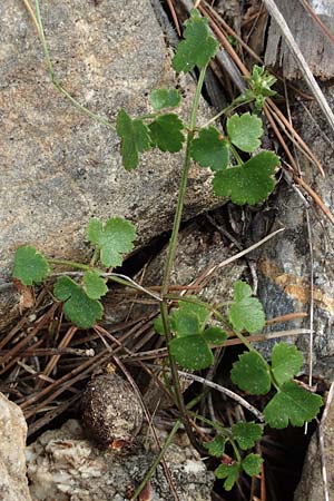 Scaligeria napiformis \ Scaligeria / Scaligeria, GR Hymettos 20.3.2019