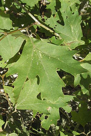 Platanus orientalis \ Orientalische Platane / Oriental Plane-Tree, GR Parga 24.8.2007