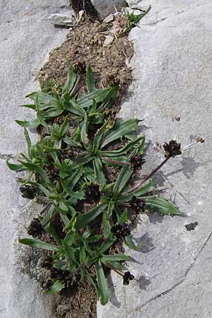 Plantago atrata subsp. atrata \ Dunkler Wegerich, Berg-Wegerich / Dark Plantain, GR Timfi 17.5.2008