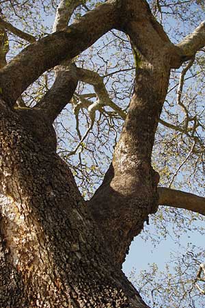 Platanus orientalis \ Orientalische Platane / Oriental Plane-Tree, GR Peloponnes, Figalia 29.3.2013