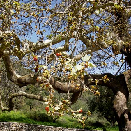 Platanus orientalis \ Orientalische Platane / Oriental Plane-Tree, GR Peloponnes, Figalia 29.3.2013