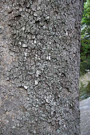 Platanus orientalis \ Orientalische Platane / Oriental Plane-Tree, GR Euboea (Evia), Dimosari - Schlucht / Gorge 29.8.2014