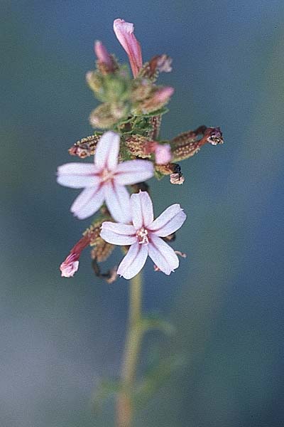 Plumbago europaea \ Europische Bleiwurz, GR Amvrakikos Kolpos ( Golf ) 6.9.2007