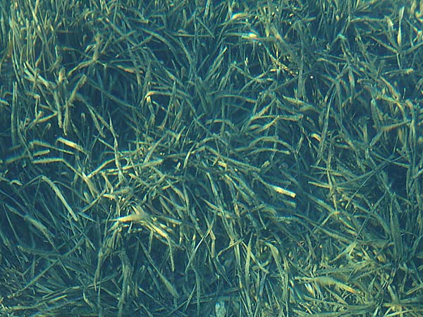 Zostera marina \ Gewhnliches Seegras / Eelgrass, GR Euboea (Evia), Neos Pirgos 25.8.2017