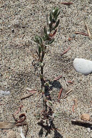 Polygonum maritimum / Sea Knotgrass, GR Euboea (Evia), Kanatadika 28.8.2017