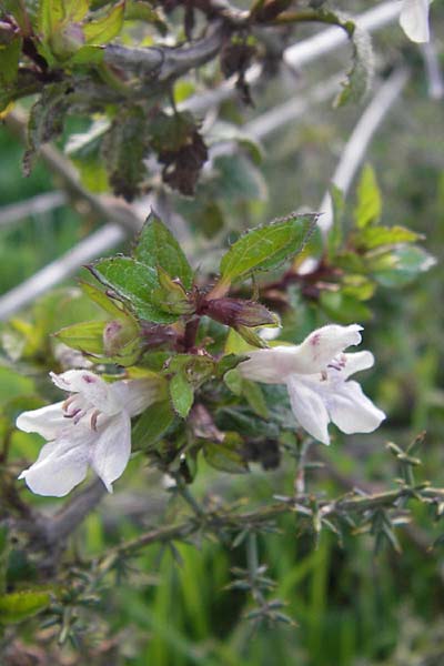 Prasium majus \ Groer Klippenziest / Great Hedge Nettle, GR Peloponnes, Militsa 29.3.2013