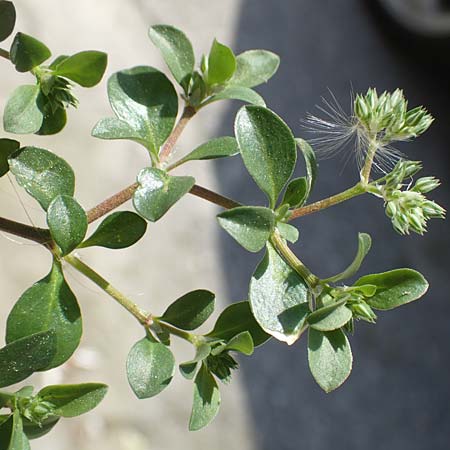 Polycarpon tetraphyllum \ Vierblättriges Nagelkraut / Four-Leaved Allseed, GR Athen 21.3.2019